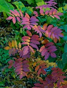 Sorbus 19-0688